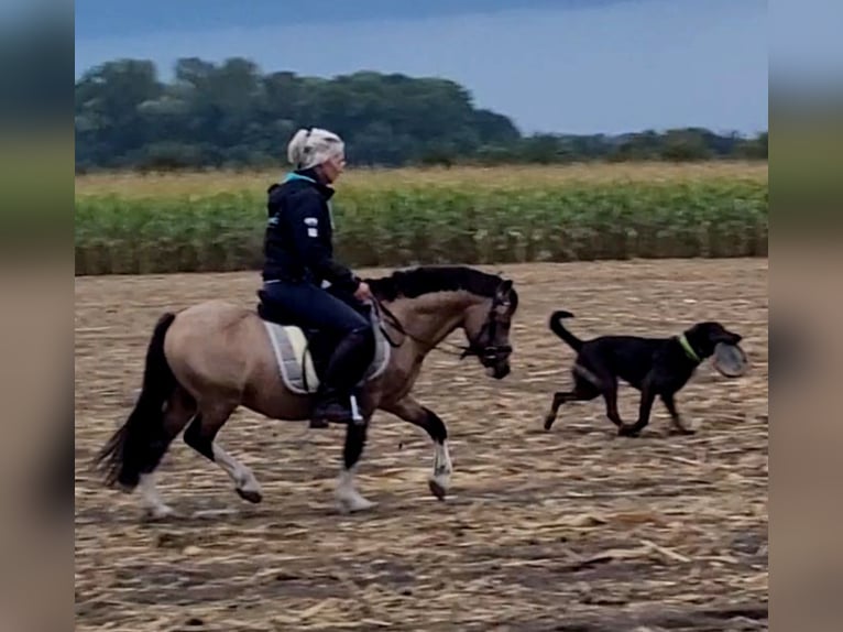 Welsh A (Mountainponny) Valack 7 år 119 cm Gulbrun in Sendenhorst