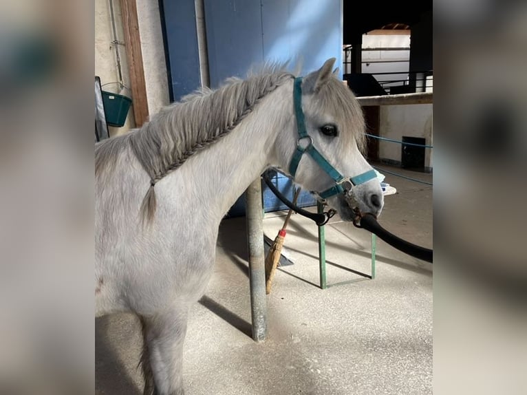 Welsh A (Mountainponny) Valack 7 år 125 cm Grå in Kaltental