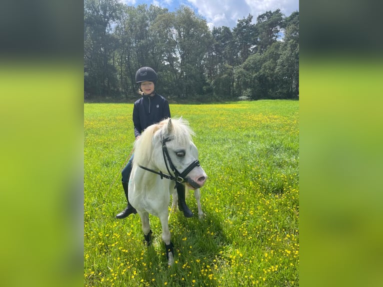 Welsh A (Mountainponny) Valack 9 år 115 cm Grå in Schermbeck