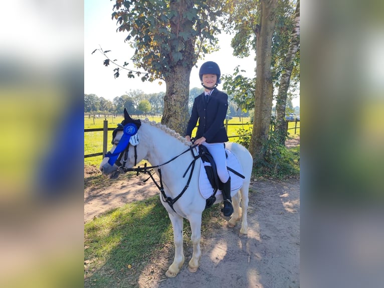 Welsh A (Mountainponny) Valack 9 år 115 cm Grå in Schermbeck