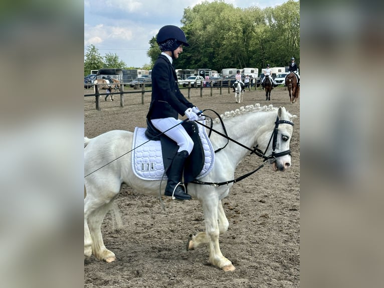 Welsh A (Mountainponny) Valack 9 år 115 cm Grå in Schermbeck