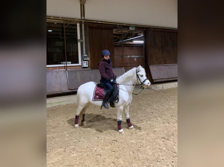 Welsh A (Mountainponny) Valack 9 år 115 cm Grå in Schermbeck