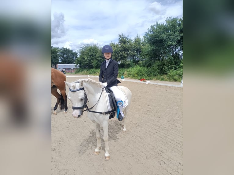 Welsh A (Mountainponny) Valack 9 år 115 cm Grå in Schermbeck