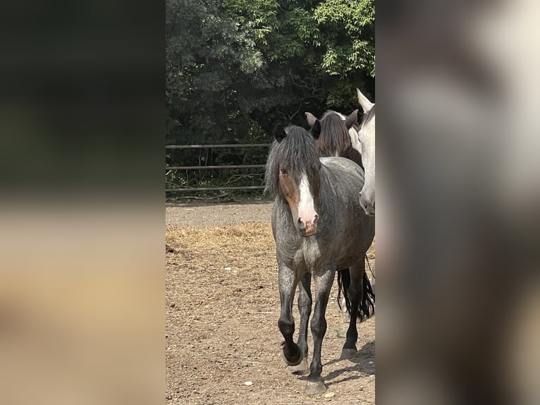 Welsh A (Mountainponny) Blandning Valack 9 år 118 cm Rabicano in Weikendorf