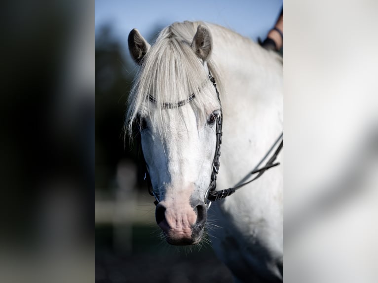 Welsh A (Mountainponny) Valack 9 år 120 cm Grå in Emmingen-Liptingen