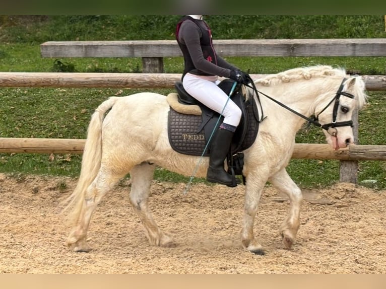 Welsh-A Castrone 10 Anni 113 cm Grigio in Wielenbach
