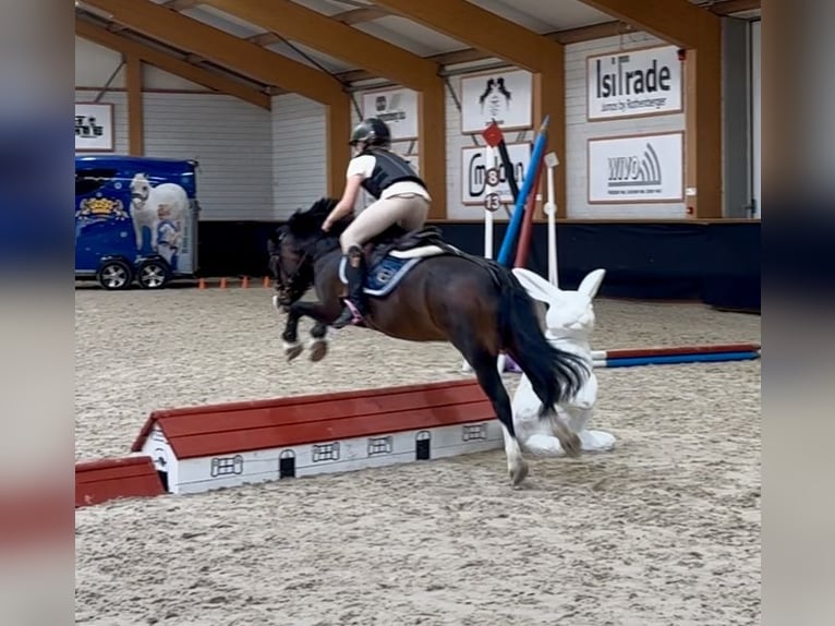 Welsh-A Castrone 10 Anni 116 cm Baio in Heythuysen