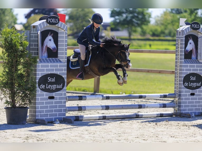 Welsh-A Castrone 10 Anni 116 cm Baio in Heythuysen