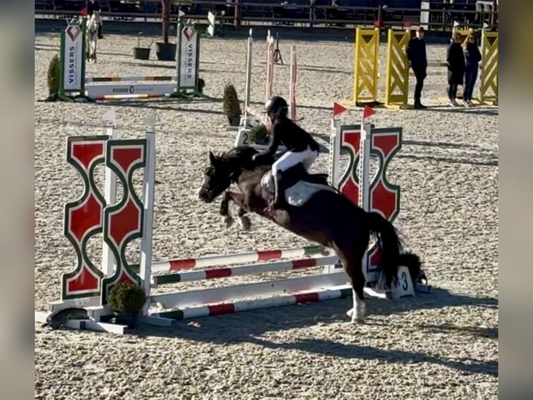 Welsh-A Castrone 10 Anni 116 cm Baio in Heythuysen