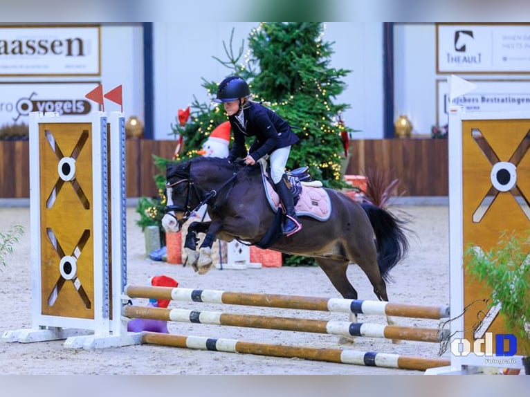 Welsh-A Castrone 10 Anni 116 cm Baio in Heythuysen