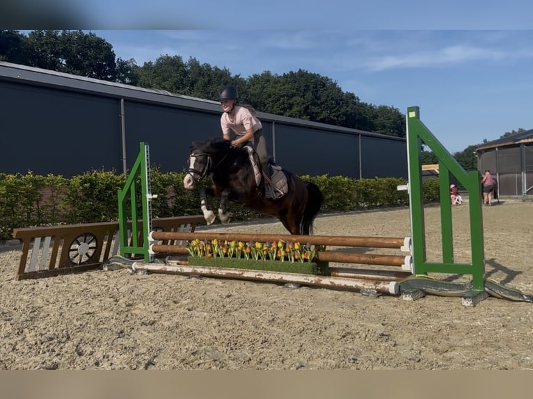 Welsh-A Castrone 10 Anni 116 cm Baio in Heythuysen