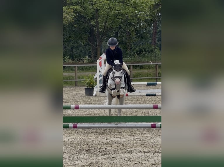 Welsh-A Castrone 10 Anni 116 cm Grigio in Enschede