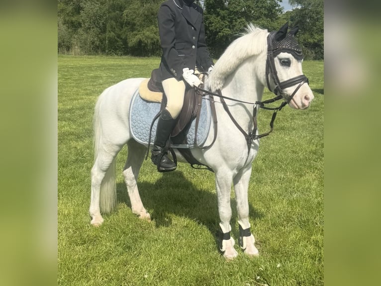 Welsh-A Castrone 10 Anni 116 cm Grigio in Enschede