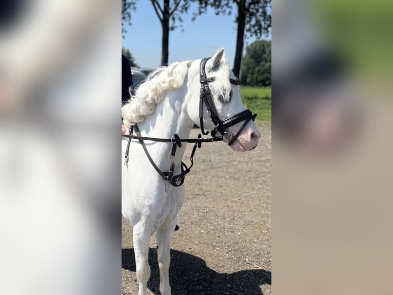 Welsh-A Castrone 10 Anni 116 cm Grigio in Enschede