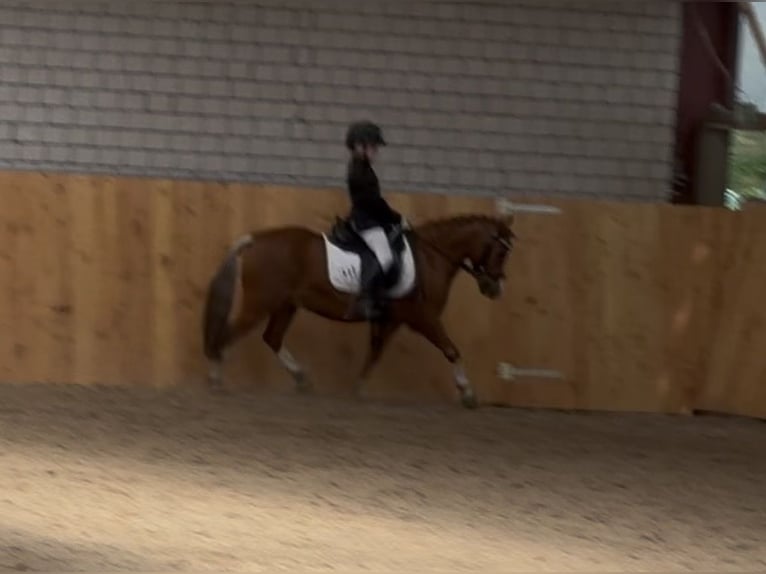 Welsh-A Castrone 10 Anni 118 cm Sauro in Buchholz
