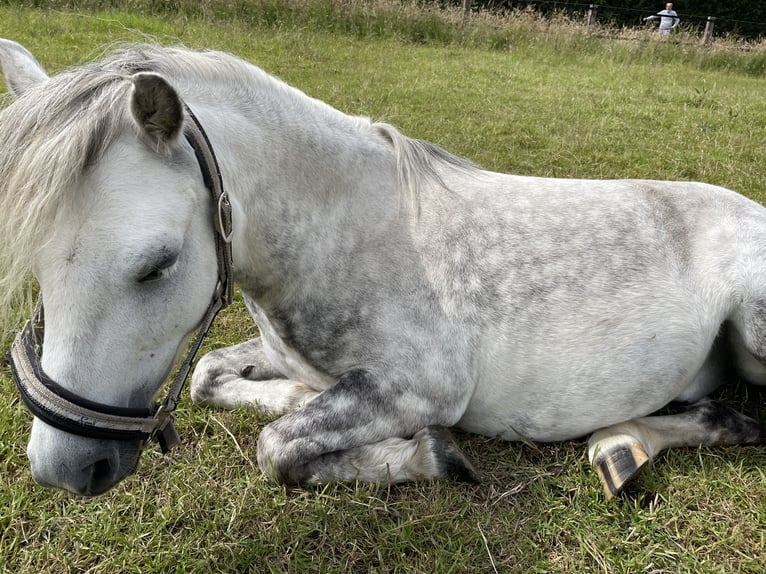 Welsh-A Castrone 10 Anni 119 cm Grigio pezzato in Nettetal