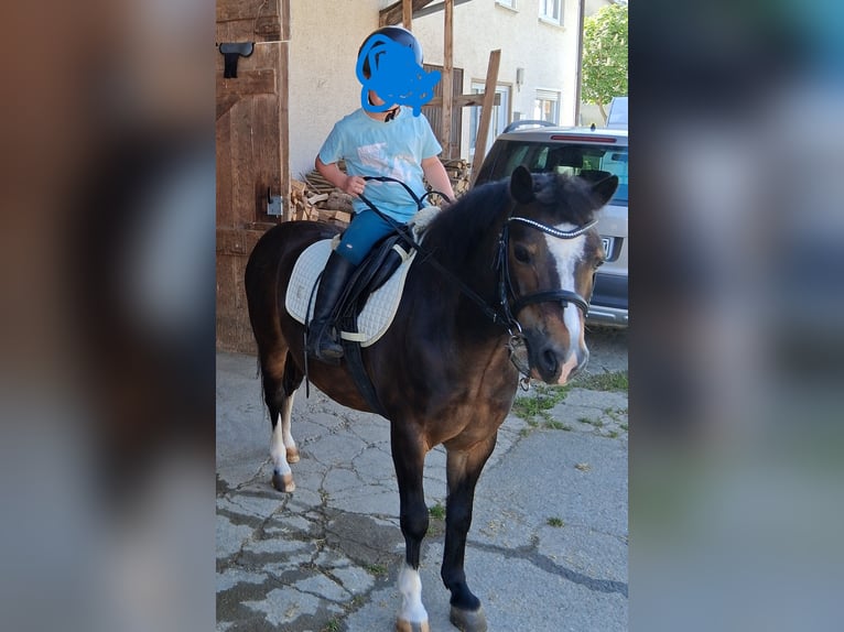 Welsh-A Castrone 10 Anni 120 cm Baio nero in Trochtelfingen