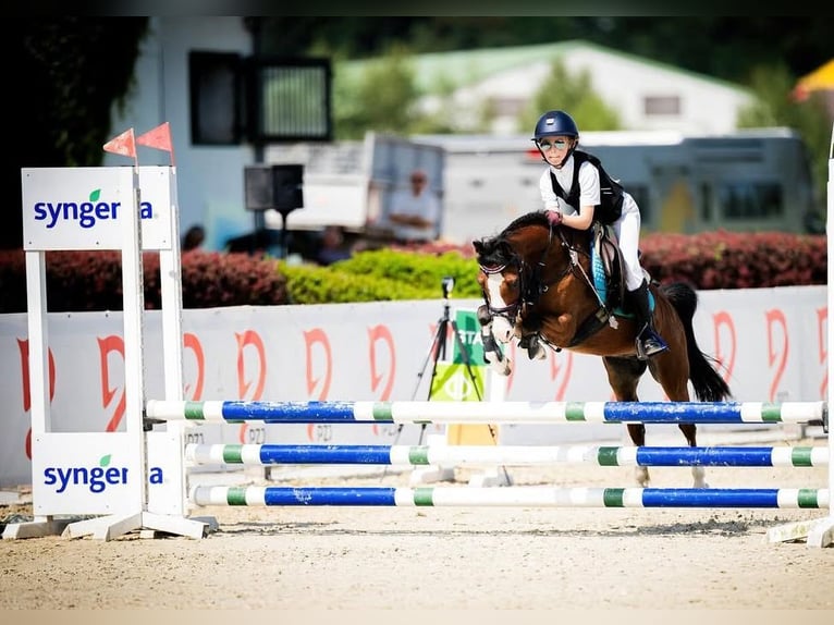 Welsh-A Castrone 10 Anni 122 cm Baio ciliegia in Dobczyce