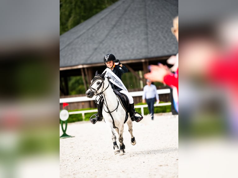 Welsh-A Castrone 10 Anni 123 cm Grigio in Pod&#x142;&#x119;cze