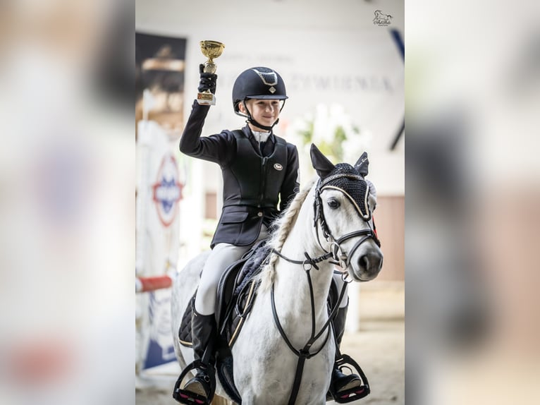 Welsh-A Castrone 10 Anni 123 cm Grigio in Pod&#x142;&#x119;cze