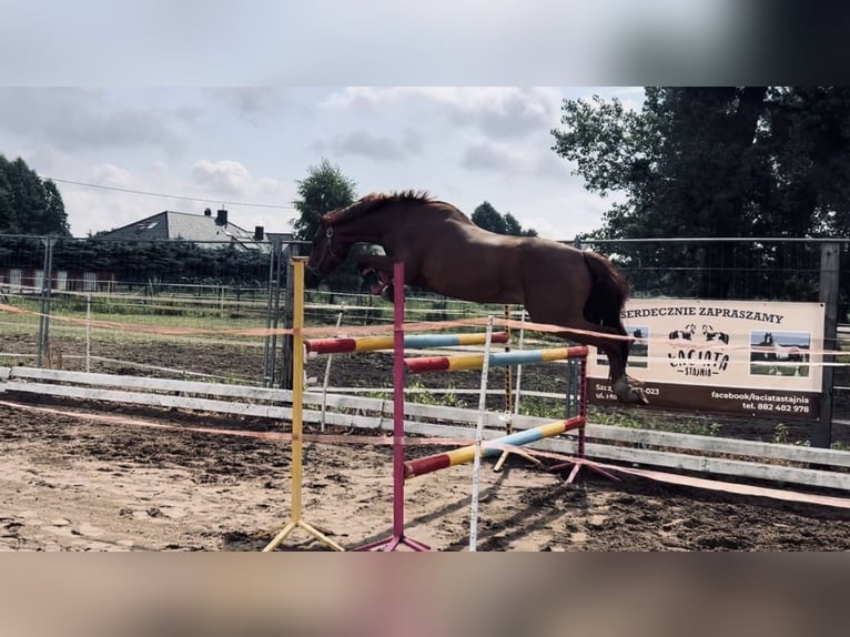 Welsh-A Castrone 10 Anni 132 cm Sauro in Gądki