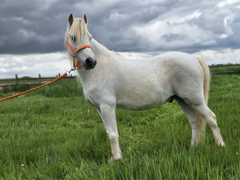 Welsh-A Castrone 11 Anni 114 cm Grigio in Mönchengladbach