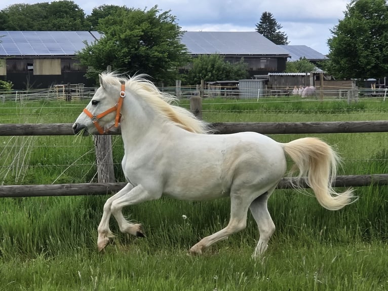 Welsh-A Castrone 11 Anni 114 cm Grigio in Mönchengladbach