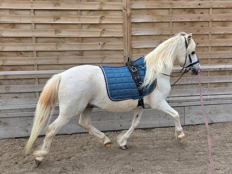 Welsh-A Castrone 11 Anni 114 cm Grigio in Mönchengladbach