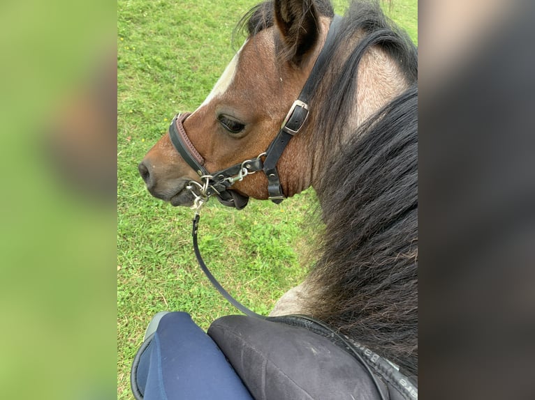 Welsh-A Castrone 11 Anni 117 cm Baio roano in Darscheid