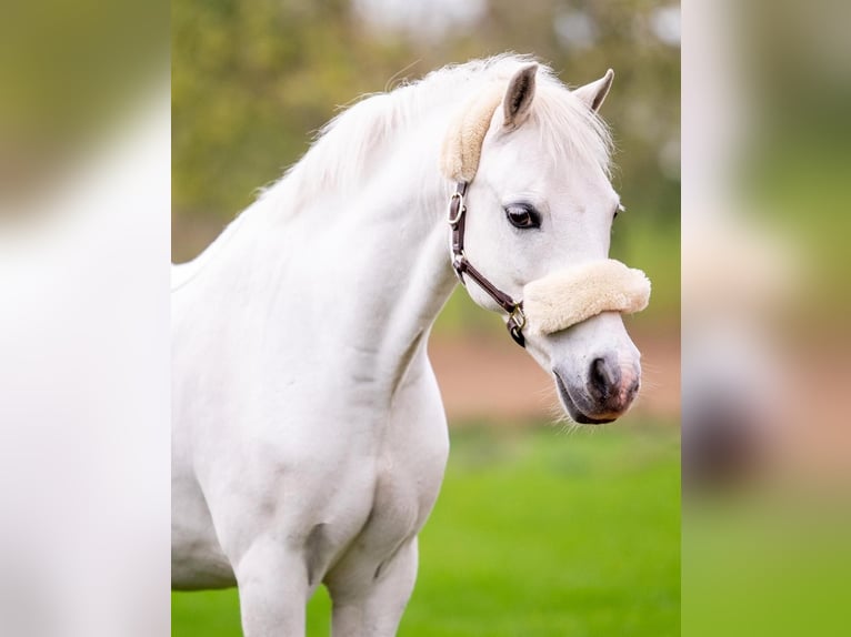 Welsh-A Castrone 11 Anni 120 cm Grigio in Süsel