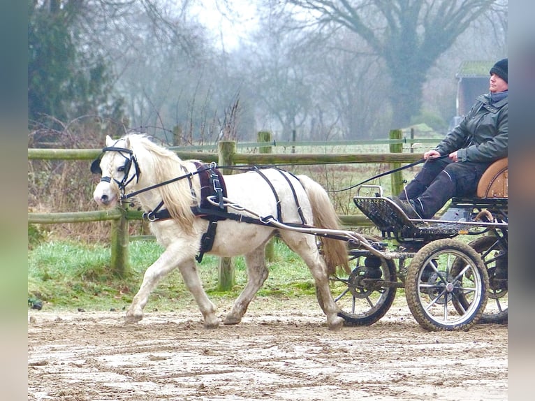 Welsh-A Castrone 12 Anni 116 cm Grigio in Halle