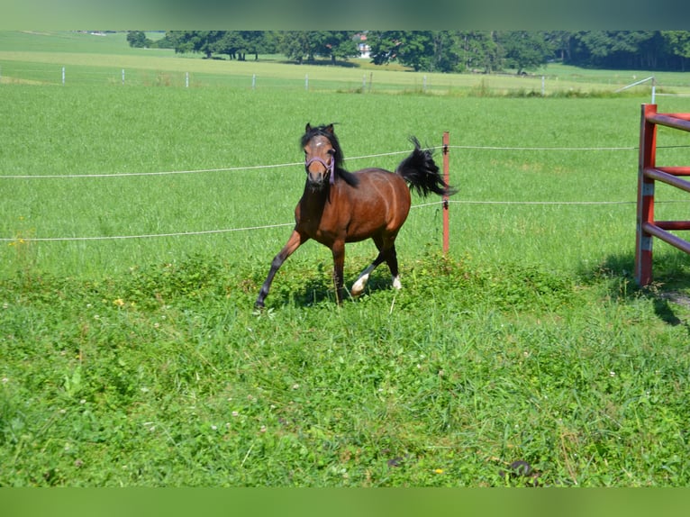 Welsh-A Castrone 12 Anni 119 cm Baio in Teisendorf Welsh-A Castrone 12 Anni 119 cm Baio in Teisendorf
