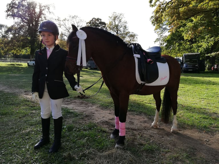 Welsh-A Castrone 12 Anni 119 cm Baio in Teisendorf Welsh-A Castrone 12 Anni 119 cm Baio in Teisendorf