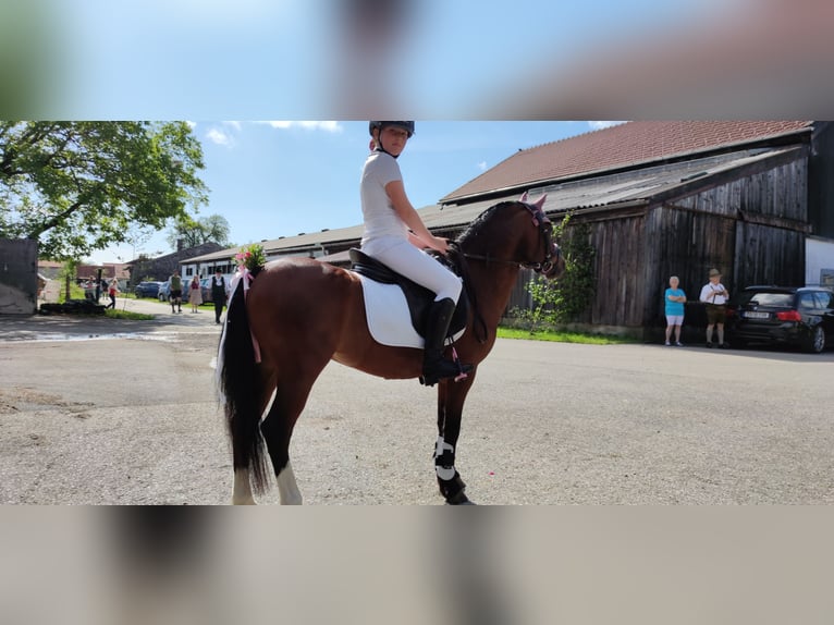 Welsh-A Castrone 12 Anni 119 cm Baio in Teisendorf Welsh-A Castrone 12 Anni 119 cm Baio in Teisendorf