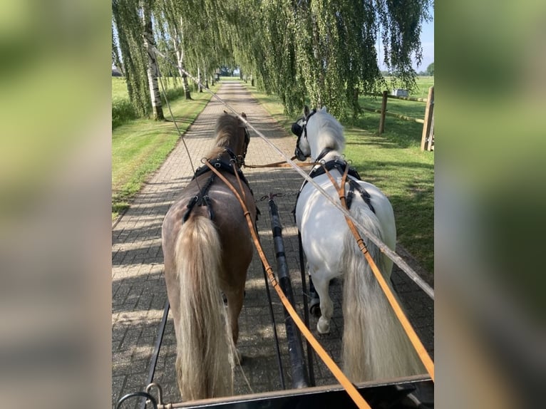 Welsh-A Castrone 12 Anni 120 cm Grigio in Neuenkirchen