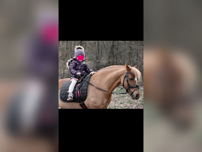 Welsh-A Castrone 12 Anni 120 cm Sauro in Zweibrücken