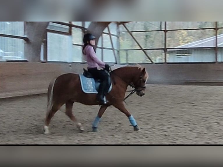 Welsh-A Castrone 12 Anni 120 cm Sauro in Zweibrücken