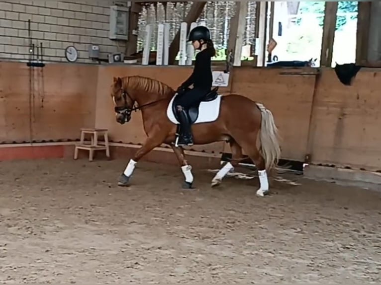 Welsh-A Castrone 12 Anni 120 cm Sauro in Zweibrücken