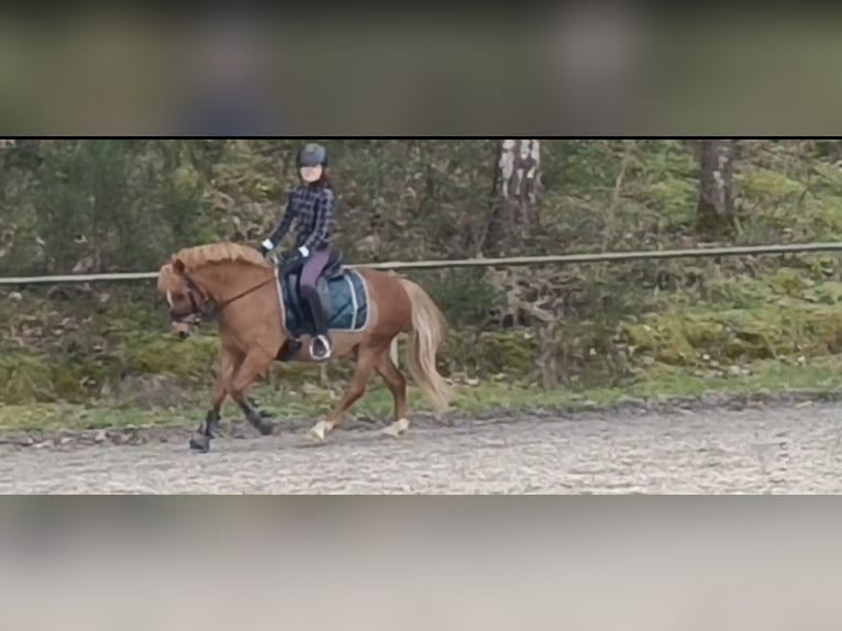 Welsh-A Castrone 12 Anni 120 cm Sauro in Zweibrücken