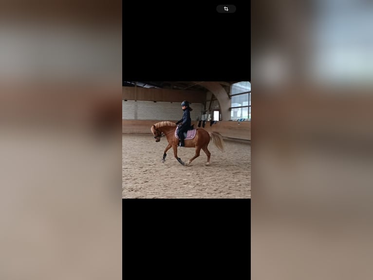 Welsh-A Castrone 12 Anni 120 cm Sauro in Zweibrücken