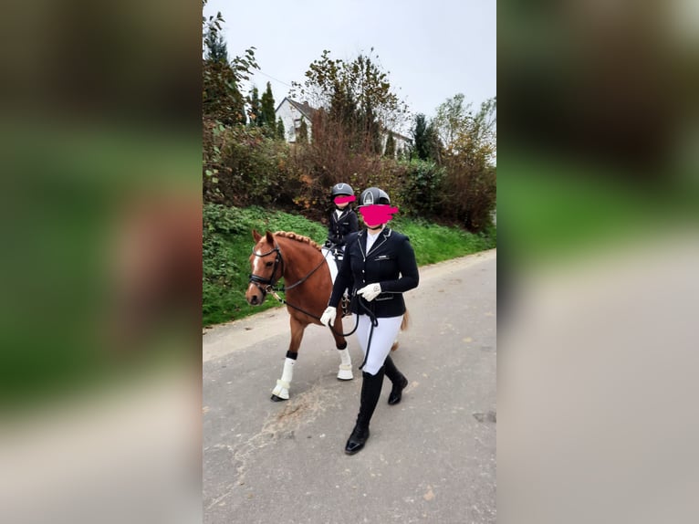 Welsh-A Castrone 12 Anni 120 cm Sauro in Zweibrücken