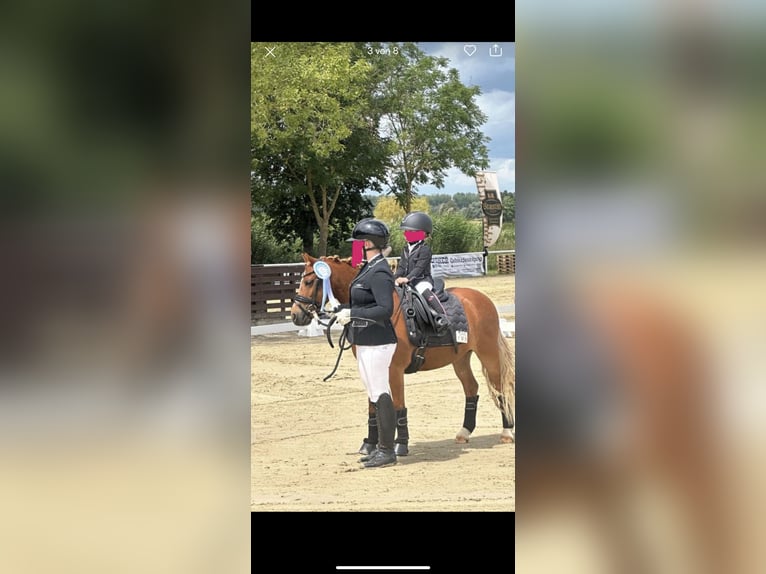Welsh-A Castrone 12 Anni 120 cm Sauro in Zweibrücken