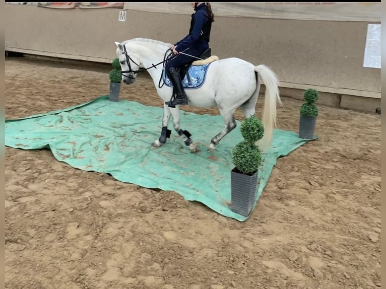 Welsh-A Castrone 12 Anni 122 cm Grigio in IndenInden