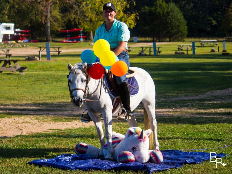 Welsh-A Castrone 12 Anni 122 cm Grigio in Moutain Grove MO