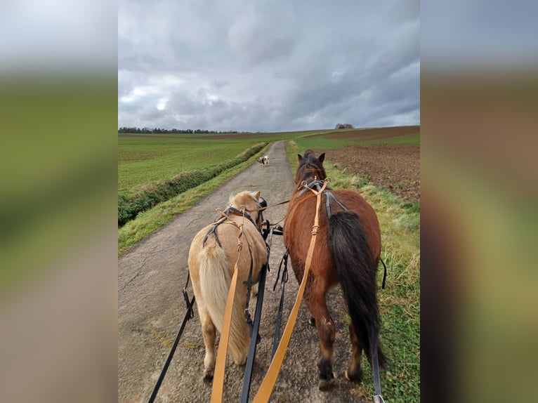 Welsh-A Mix Castrone 13 Anni 114 cm Baio in Alsfeld