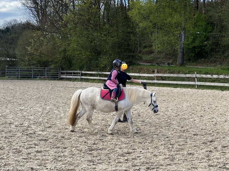 Welsh-A Castrone 13 Anni 120 cm Grigio in Lennestadt