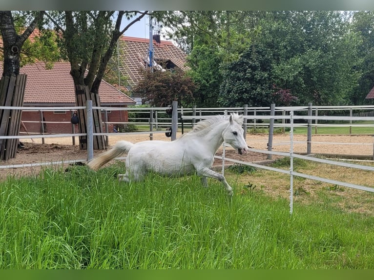 Welsh-A Castrone 13 Anni 120 cm Grigio in Ladbergen