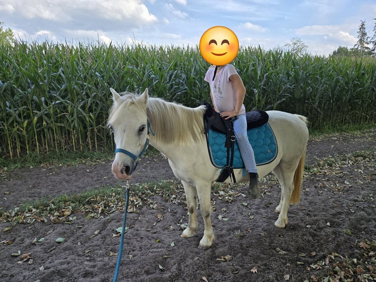 Welsh-A Castrone 13 Anni 120 cm Grigio in Ladbergen