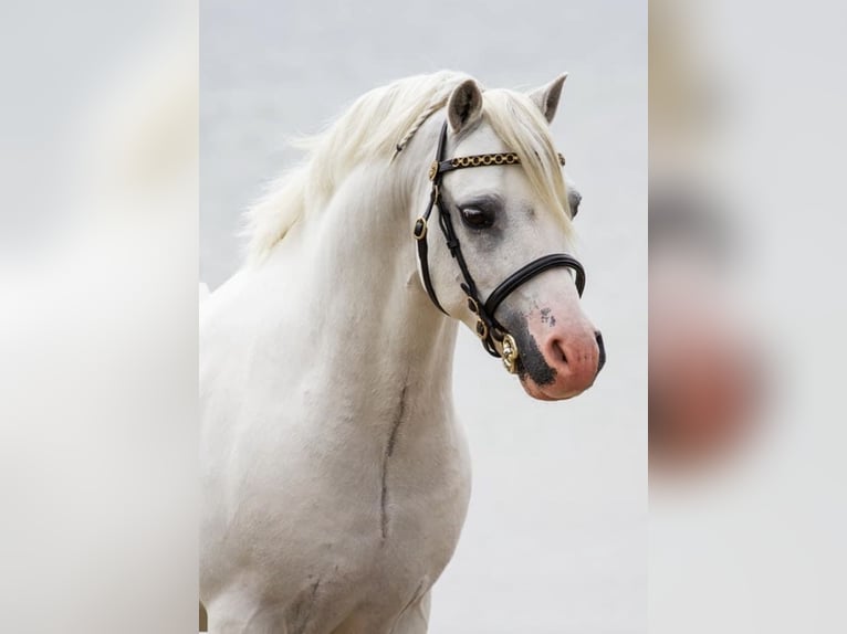 Welsh-A Castrone 13 Anni 120 cm Grigio in Almen