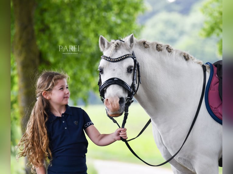 Welsh-A Castrone 13 Anni 120 cm Grigio in Almen